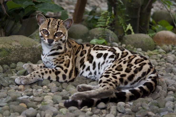 full-Margay-trail-costa-rica